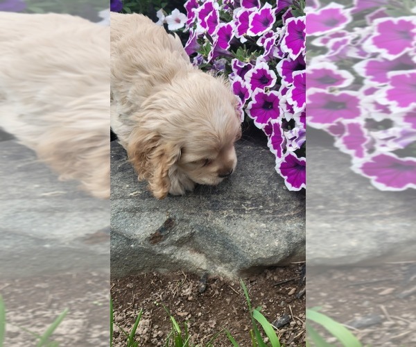 Medium Photo #3 Cocker Spaniel Puppy For Sale in WITHEE, WI, USA