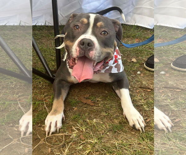 Medium Photo #1 American Pit Bull Terrier-Unknown Mix Puppy For Sale in Germantown, OH, USA