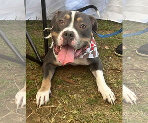 American Pit Bull Terrier-Unknown Mix Dogs for adoption in Germantown, OH, USA