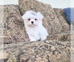 Small #3 Maltese