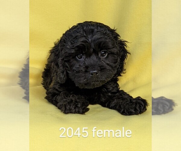 Medium Photo #6 Cockapoo Puppy For Sale in CLARE, IL, USA