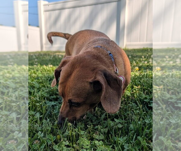 Medium Photo #7 Dachshund Puppy For Sale in Shelbyville, TN, USA