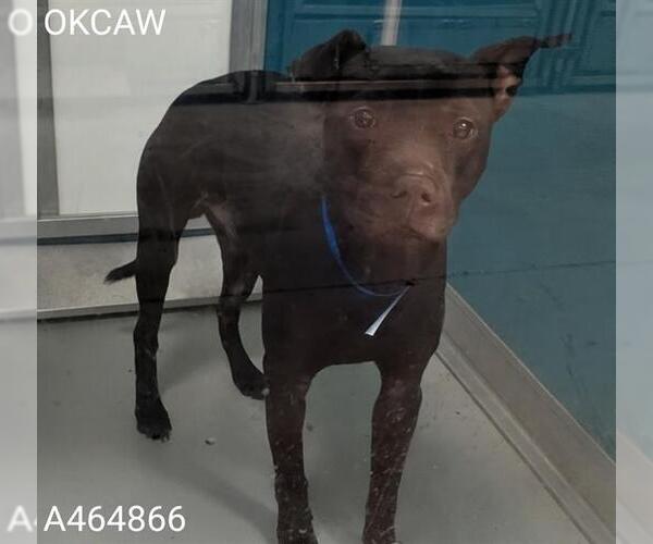 Medium Photo #1 American Pit Bull Terrier-Unknown Mix Puppy For Sale in Oklahoma City, OK, USA