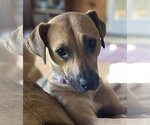 Small #3 Black Mouth Cur