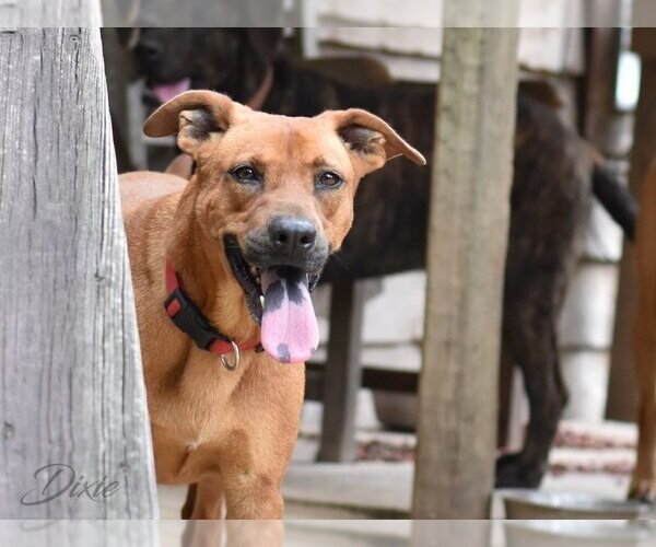 Medium Photo #1 Chow Chow-Labrador Retriever Mix Puppy For Sale in Brewster, NY, USA