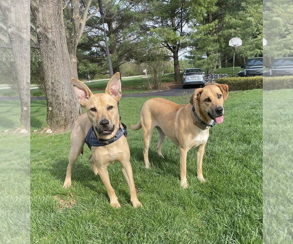 Medium Photo #2 Mutt Puppy For Sale in Germantown, OH, USA