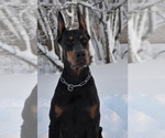 Small Photo #18 Doberman Pinscher Puppy For Sale in PALMDALE, CA, USA