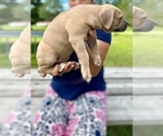 Small #3 American Bully