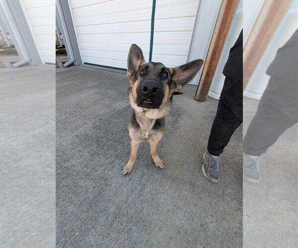 Medium Photo #4 German Shepherd Dog Puppy For Sale in Evansville, IN, USA