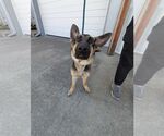 Small #3 German Shepherd Dog