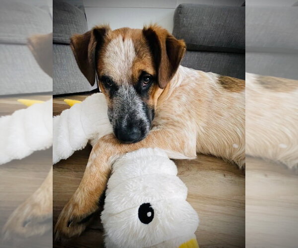 Medium Photo #5 Labrador Retriever-Unknown Mix Puppy For Sale in Brewster, NY, USA