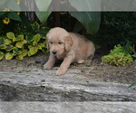 Puppy Razzle Golden Retriever