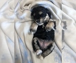Small #2 Cockapoo (Miniature)