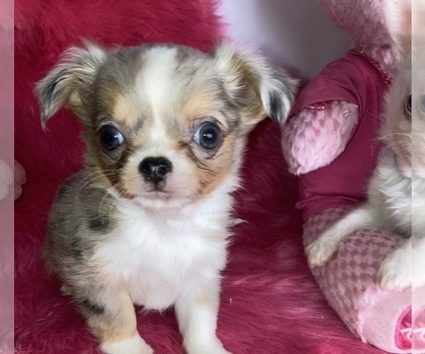 Medium Photo #1 Chihuahua Puppy For Sale in TRACY, CA, USA