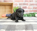 Small #1 Labrador Retriever