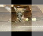 Small Photo #2 Belgian Malinois Puppy For Sale in GILBERT, AZ, USA
