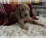 Small Photo #9 Goldendoodle Puppy For Sale in GR BLANC, MI, USA