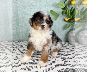 Bernedoodle (Miniature) Puppy for sale in FRANKLIN, IN, USA