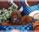 Small #1 Poodle (Miniature)