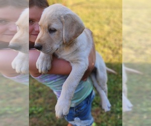 Labrador Retriever Puppy for sale in POWHATAN, VA, USA