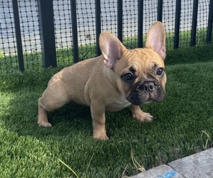 French Bulldog Puppy for sale in HIALEAH, FL, USA