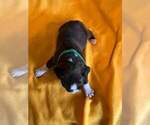 Small Photo #10 Boxer Puppy For Sale in LAUREL, DE, USA