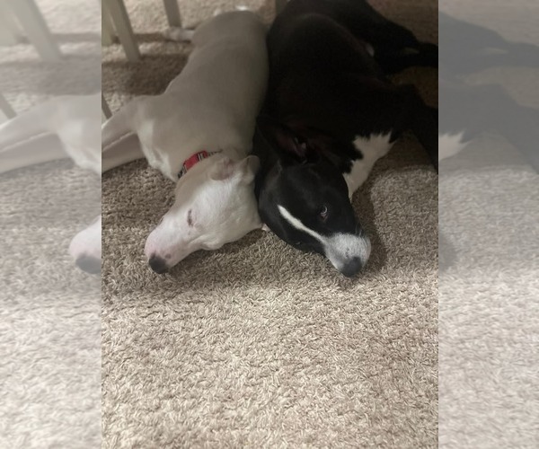 Medium Photo #7 Huskies -Unknown Mix Puppy For Sale in Holly Springs, NC, USA