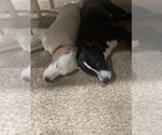 Small #6 Huskies  Mix