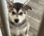 Small #6 Siberian Husky