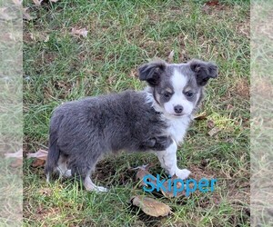 Chihuahua Puppy for sale in LEBANON, PA, USA