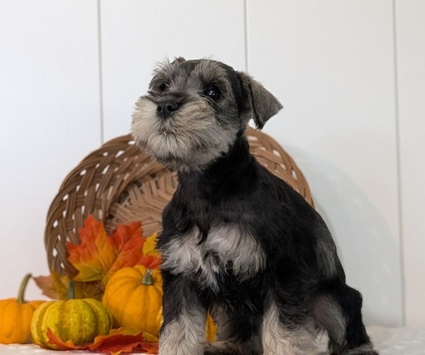 Medium Photo #11 Schnauzer (Miniature) Puppy For Sale in GOSHEN, IN, USA