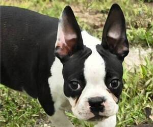 Boston Terrier Puppy for sale in BROOKSVILLE, FL, USA