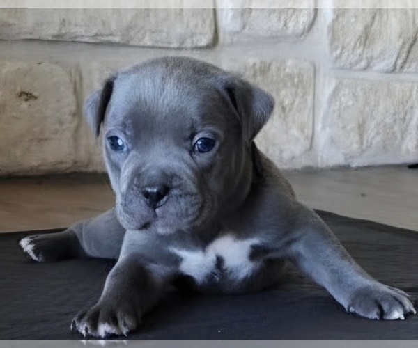 Medium Photo #1 American Bully Puppy For Sale in COPPERAS COVE, TX, USA
