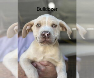 Mutt Dogs for adoption in Wenonah, NJ, USA