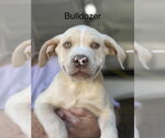 Bulldozer (Seven Wonders 2026) - Male Mutt Dog for Adoption - Small photo