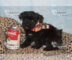 Maltipoo-Poodle (Toy) Mix Puppy for sale in SANGER, TX, USA