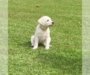 Labrador Retriever Puppy for sale in HAMPSTEAD, NC, USA