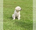Image preview for Ad Listing. Nickname: Litter of 8