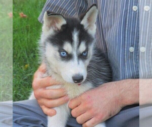 Medium Photo #6 Siberian Husky Puppy For Sale in CATAWISSA, PA, USA