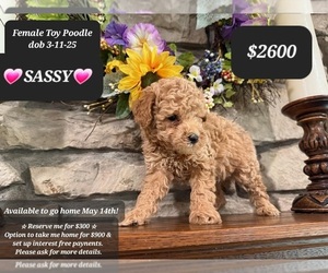 Poodle (Toy) Puppy for sale in TUCSON, AZ, USA