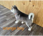 Small Photo #39 Siberian Husky Puppy For Sale in KING GEORGE, VA, USA