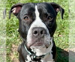 Small #1 American Pit Bull Terrier Mix