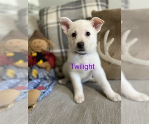 German Shepherd Dog Puppy for sale in ALACHUA, FL, USA