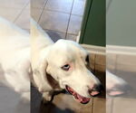 Small #2 Bagle Hound
