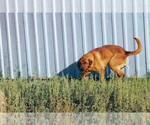 Father of the Labrador Retriever puppies born on 05/23/2025