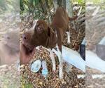 Small Pointer