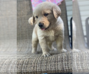 Golden Retriever Puppy for sale in JOPLIN, MO, USA