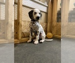 Small Photo #5 Dalmatian Puppy For Sale in WICHITA, KS, USA