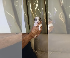 Chihuahua Puppy for sale in MURPHY, NC, USA