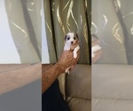 Image preview for Ad Listing. Nickname: Chihuahua